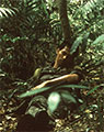 07_04a_Lim_95x120.jpg
